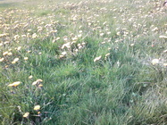 Alcatel OneTouch Pop 8