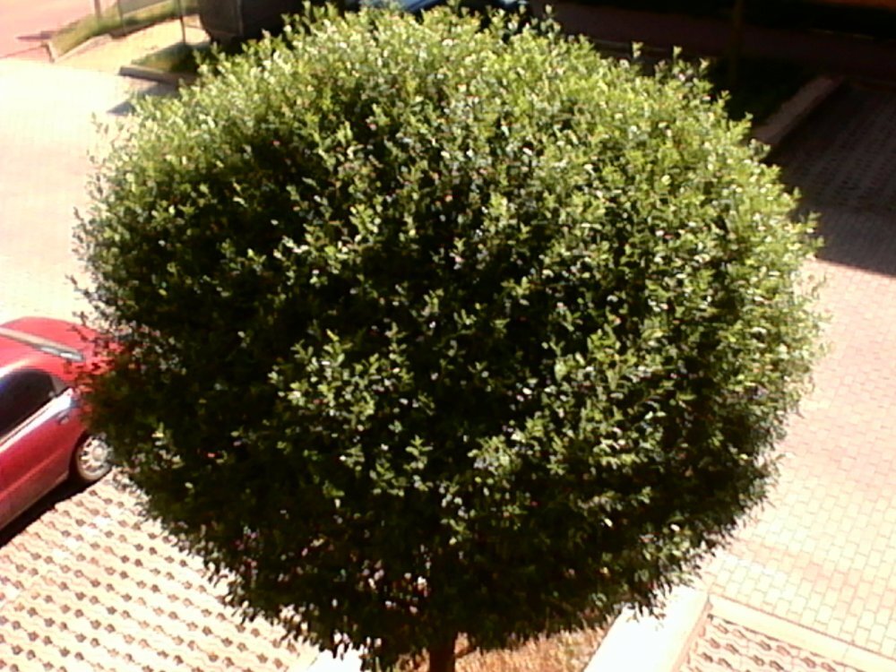 Alcatel OneTouch Pop C1