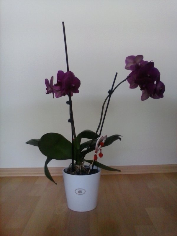 Alcatel OneTouch Pop C3