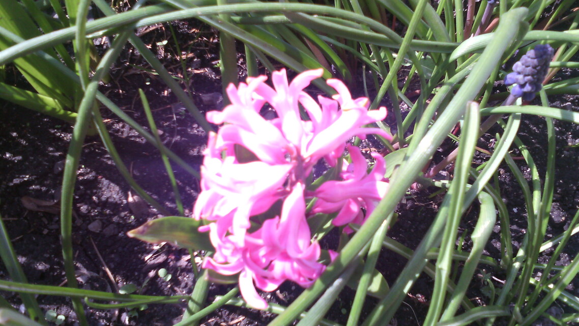 Alcatel OneTouch Pop C5