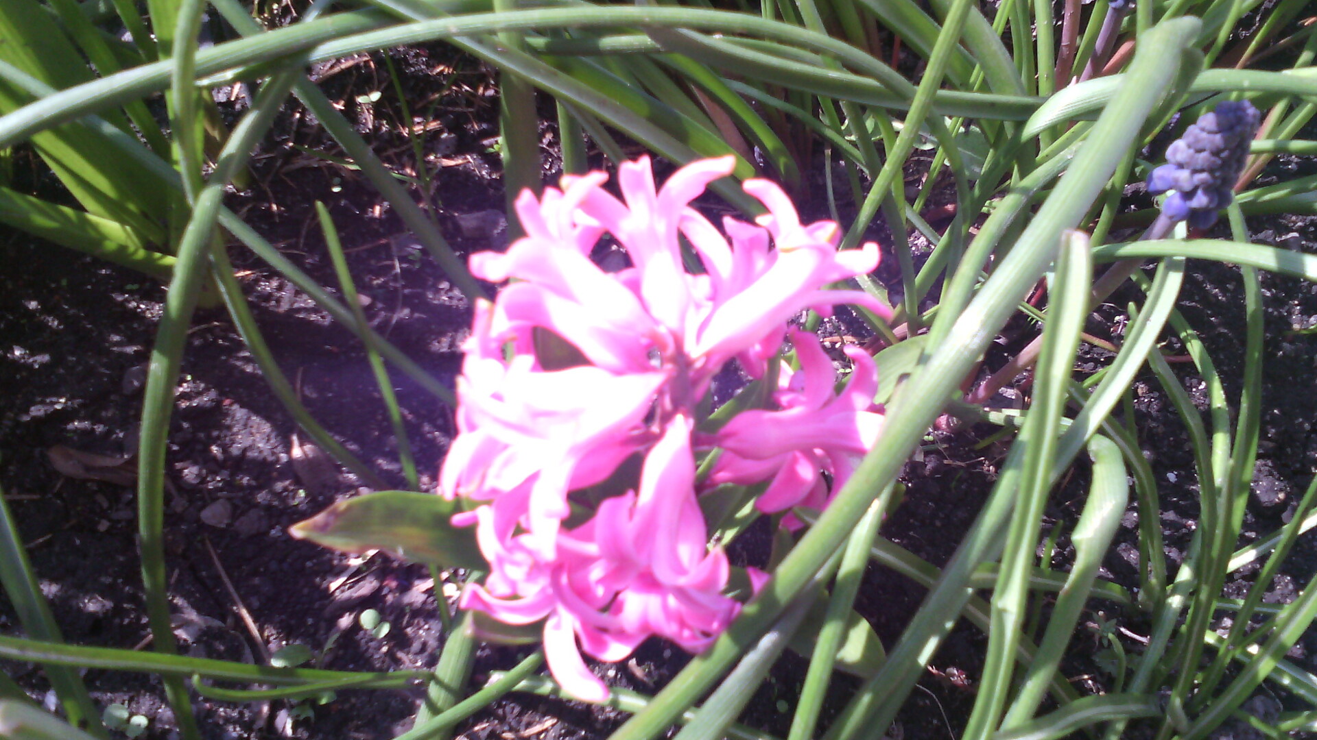 Alcatel OneTouch Pop C5