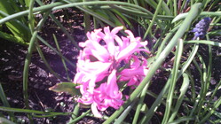 Alcatel OneTouch Pop C5