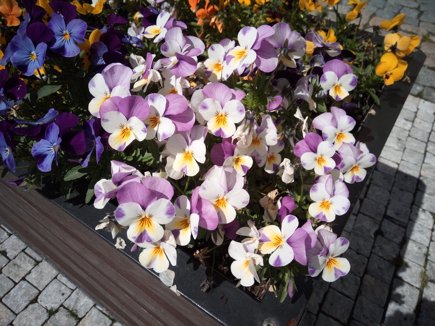 Aligator RX700 eXtremo