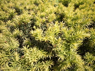 Aligator RX700 eXtremo