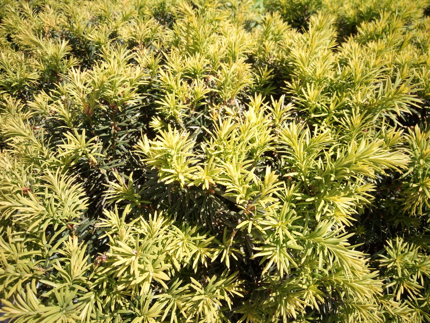 Aligator RX700 eXtremo