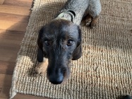 Apple iPad mini (2021)