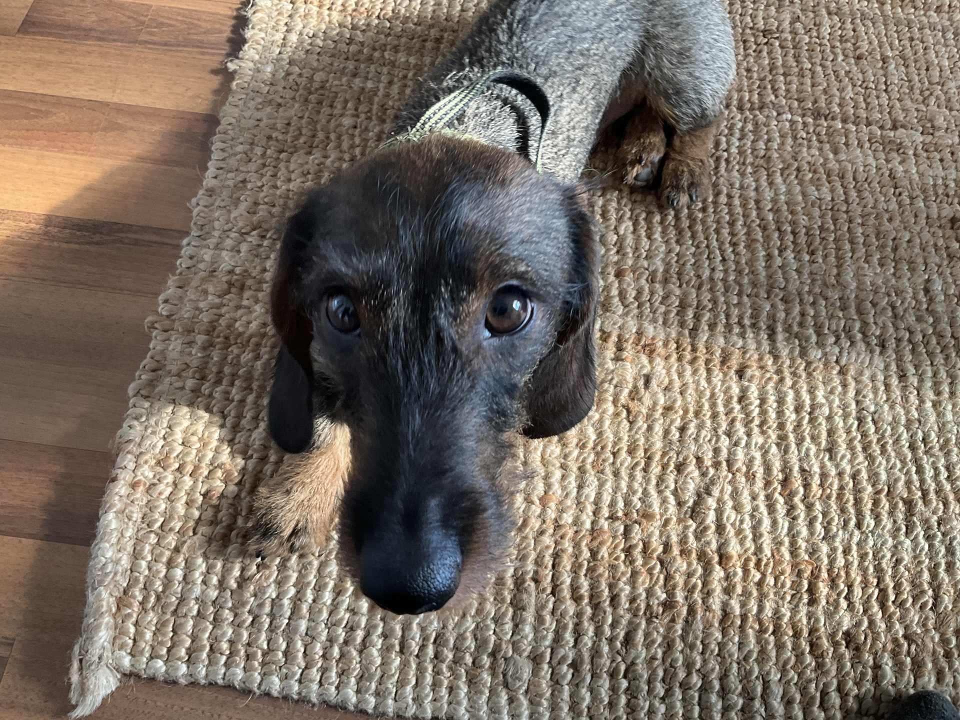 Apple iPad mini (2021)