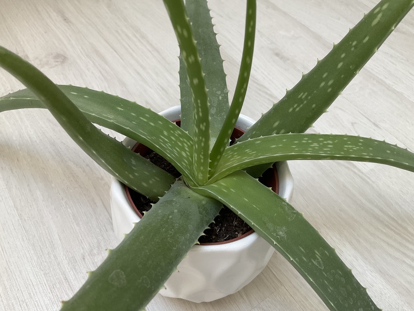 Apple iPad mini (2021)