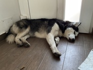 Apple iPad mini (2021)