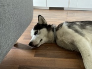 Apple iPad Pro (2021) 11\"