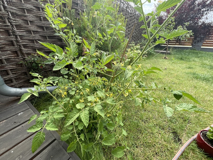 Apple iPad Pro (2021) 11\"