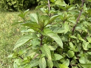 Apple iPad Pro (2021) 11\"