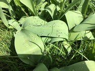 Apple iPad Pro (9.7)