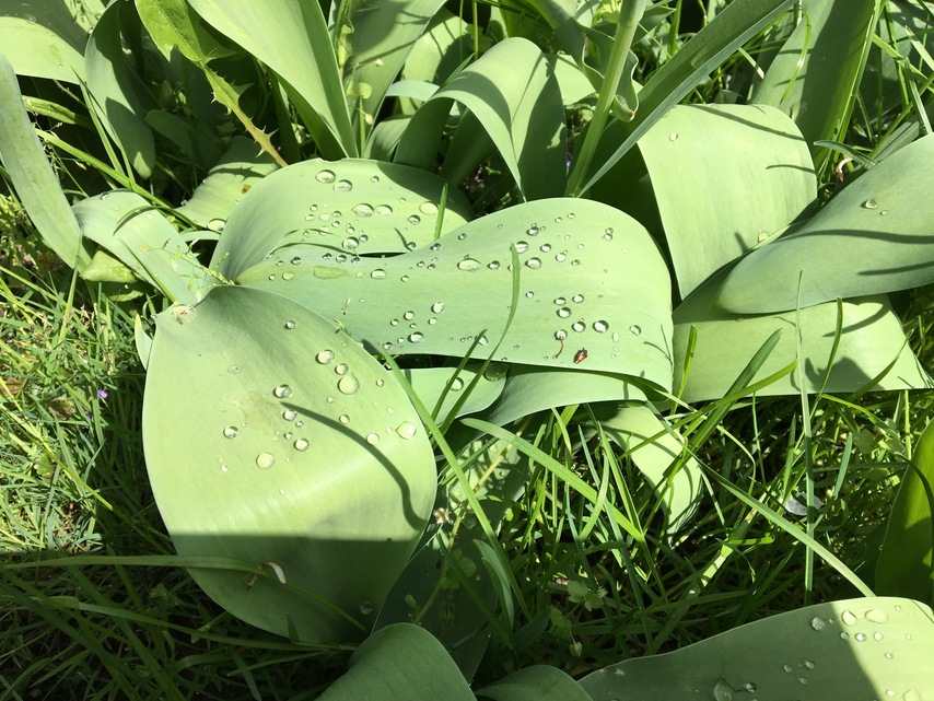 Apple iPad Pro (9.7)