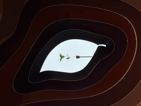 Apple iPhone - MP.cz