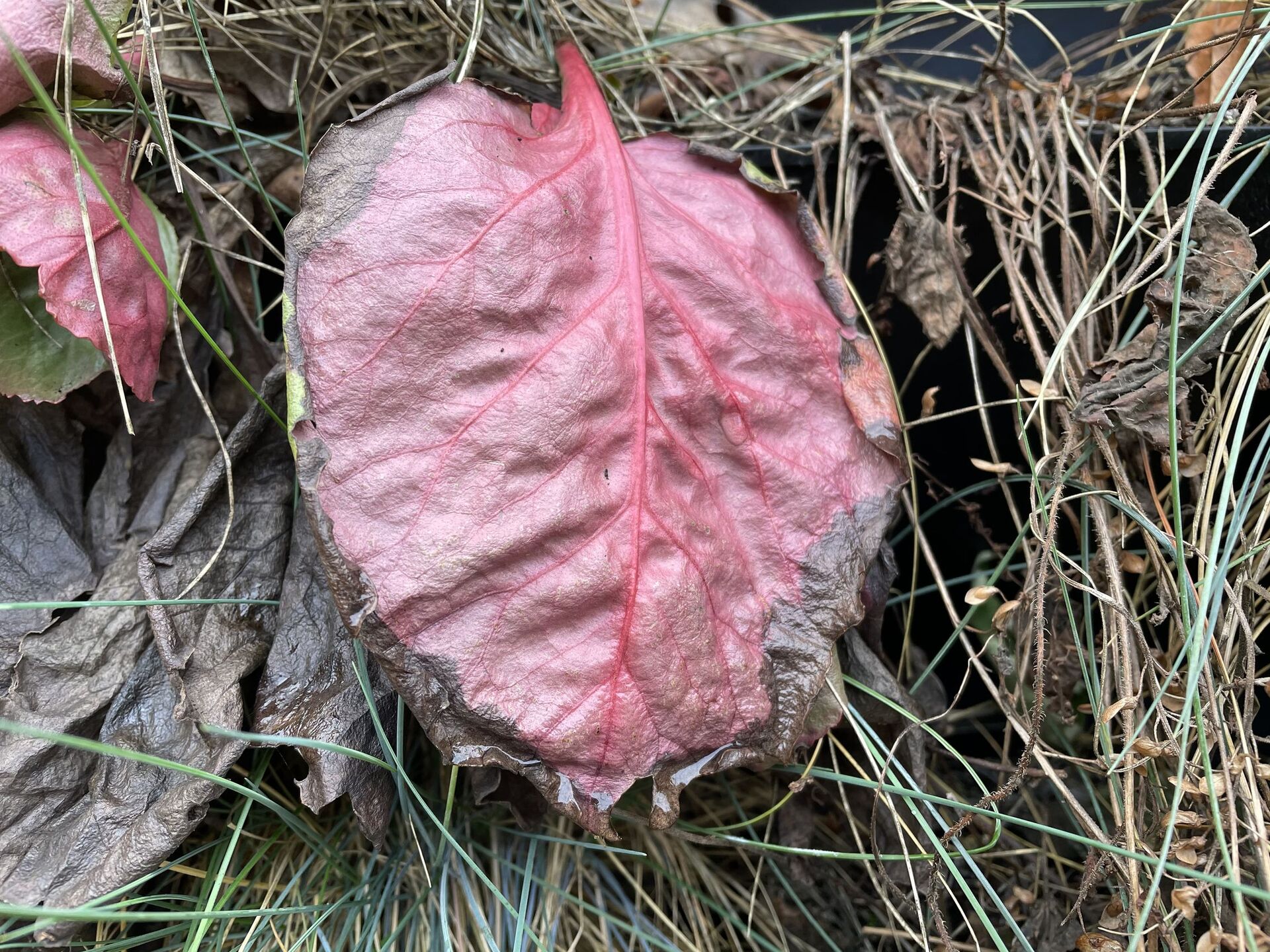 Apple iPhone 12 mini