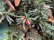 Apple iPhone 12 mini