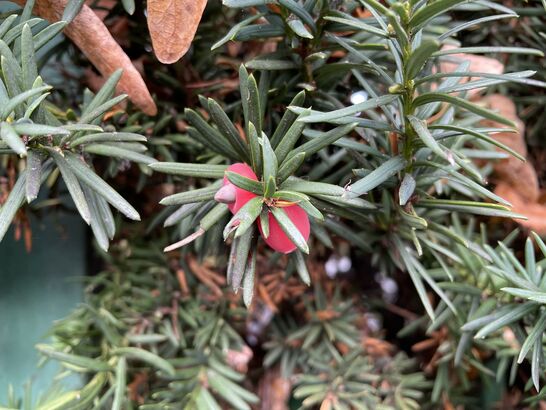 Apple iPhone 12 mini