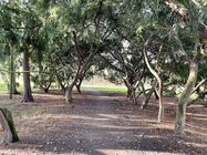 Apple iPhone 12 mini