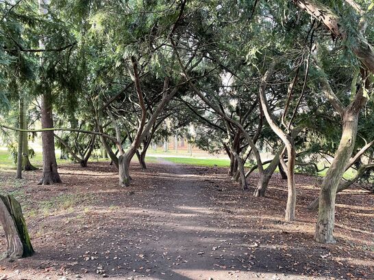 Apple iPhone 12 mini