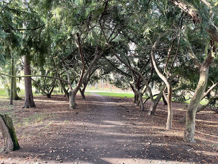 Apple iPhone 12 mini