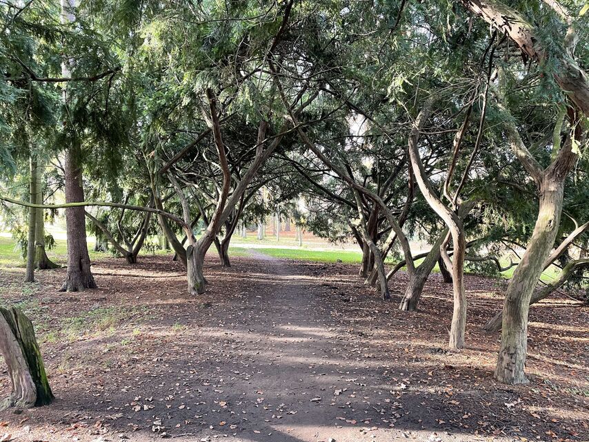 Apple iPhone 12 mini