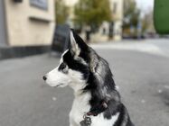 Apple iPhone 12 mini