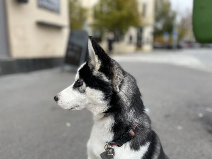 Apple iPhone 12 mini