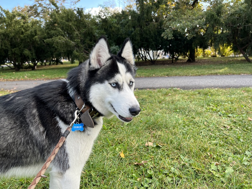 Apple iPhone 13 mini