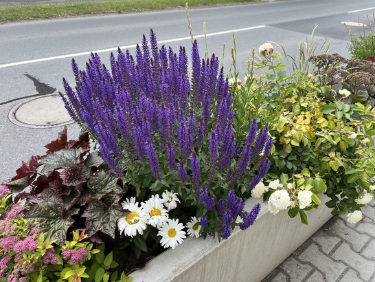 Apple iPhone 13 mini