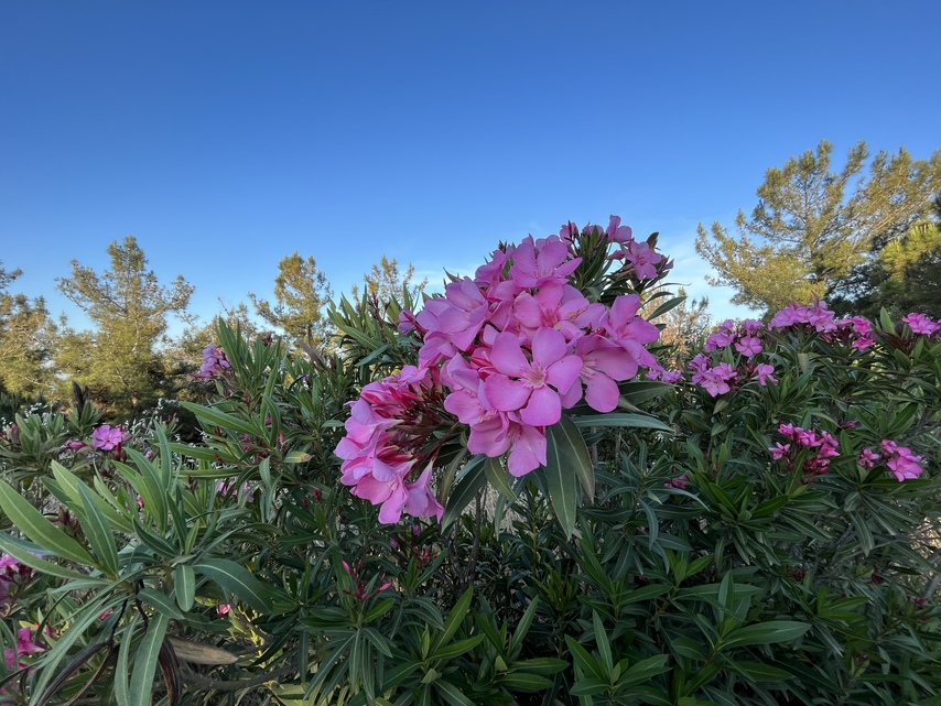 Apple iPhone 13 mini