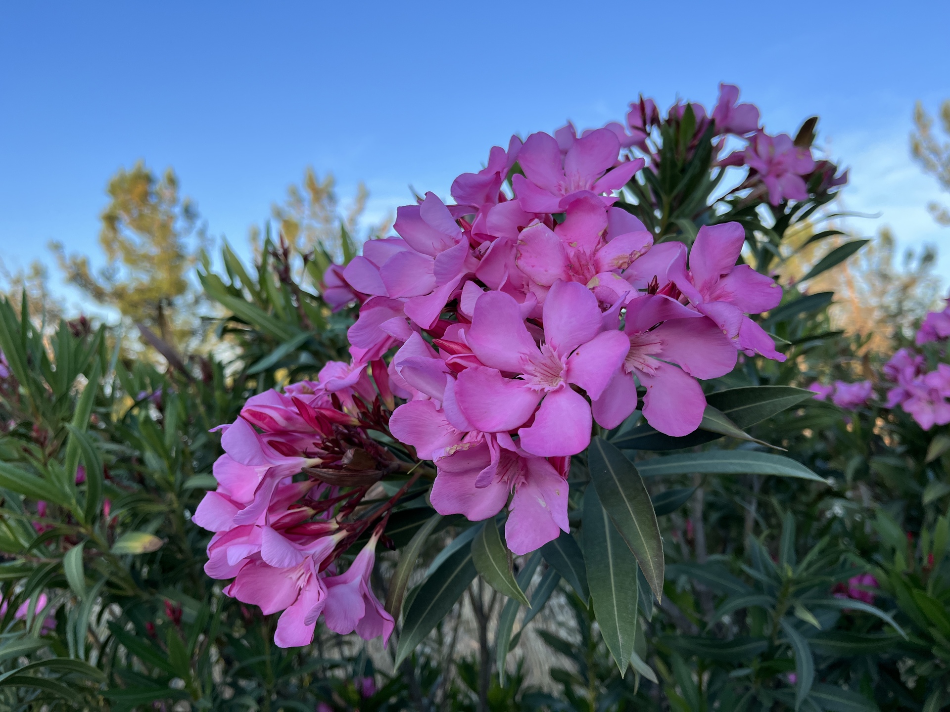 Apple iPhone 13 mini