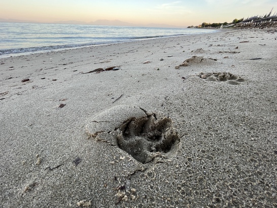 Apple iPhone 13 mini