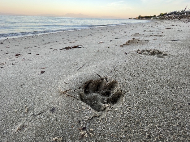 Apple iPhone 13 mini