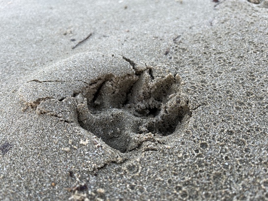 Apple iPhone 13 mini