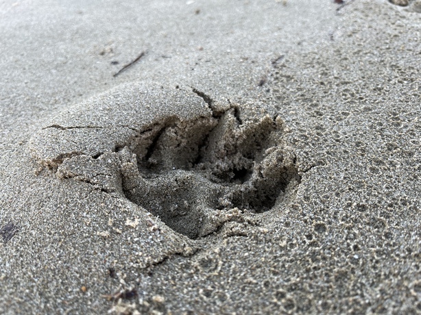 Apple iPhone 13 mini