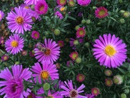 Apple iPhone 6s macro