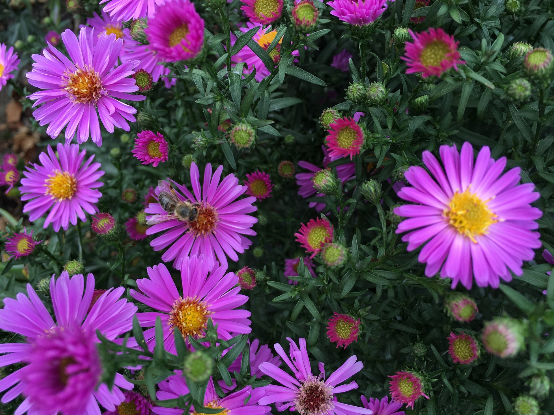 Apple iPhone 6s macro