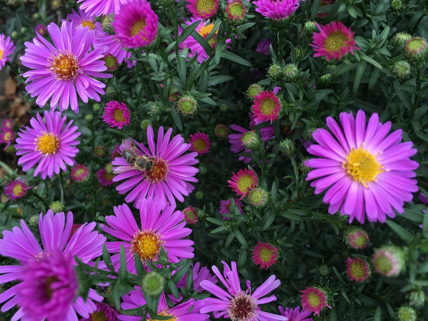 Apple iPhone 6s macro