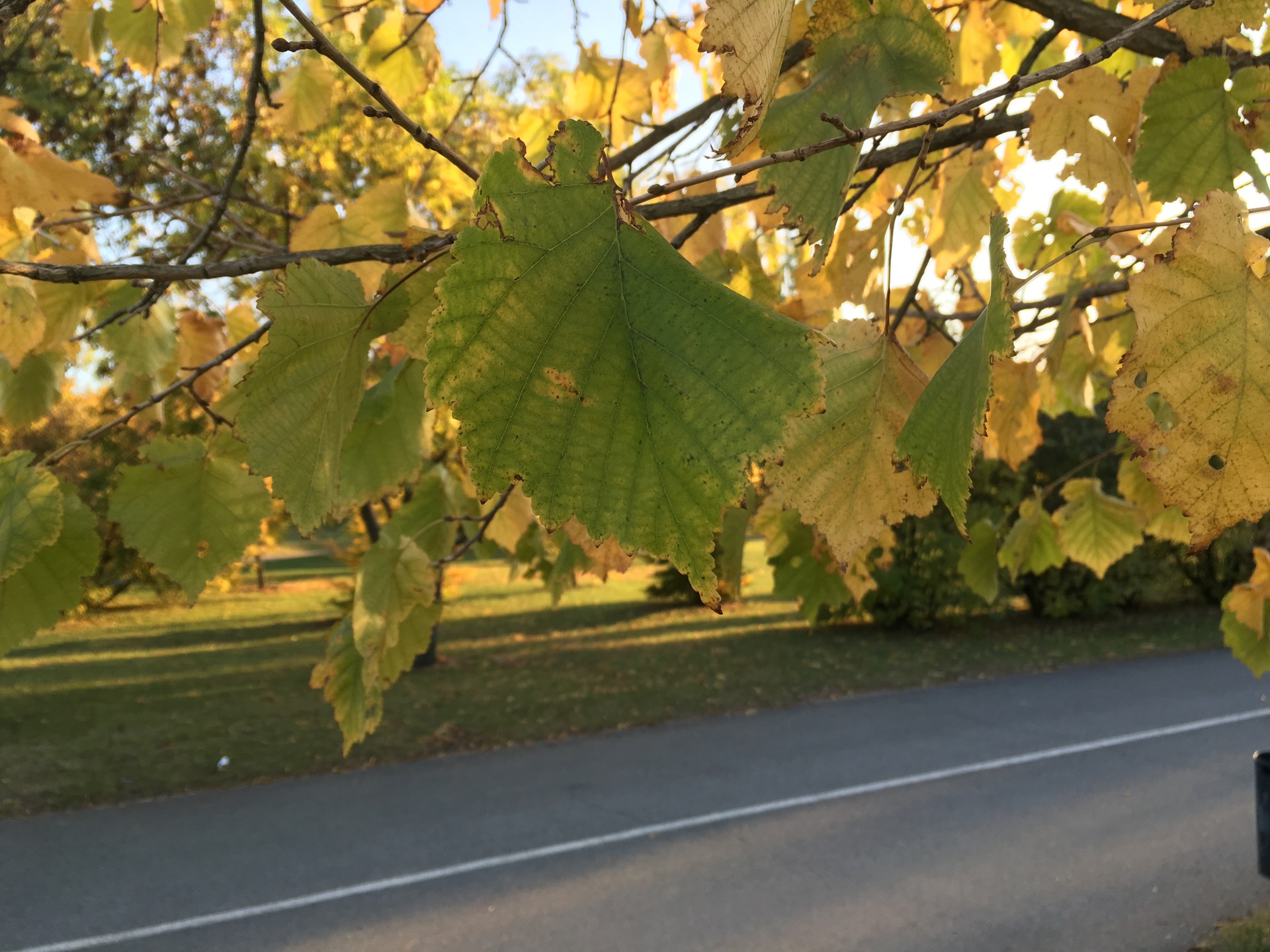 Apple iPhone 6s Plus