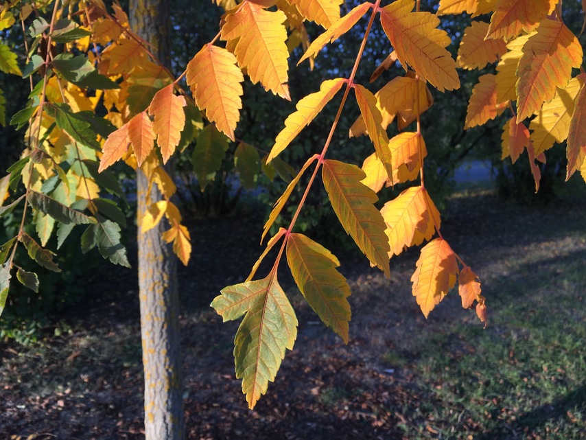 Apple iPhone 6s Plus