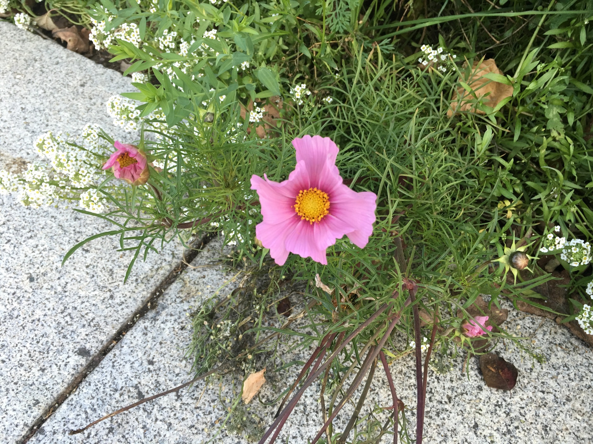 Apple iPhone 6s Plus