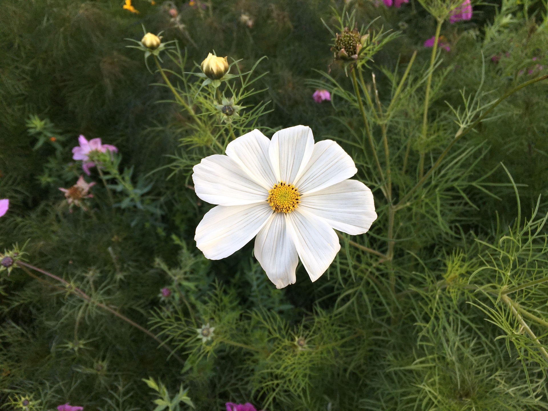 Apple iPhone 6s Plus