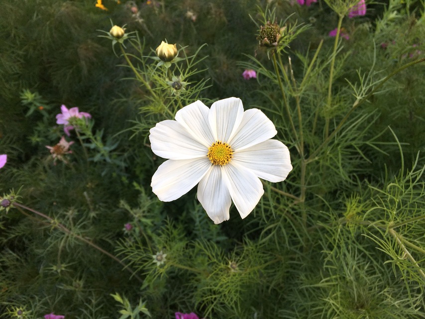 Apple iPhone 6s Plus