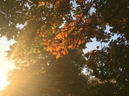 Apple iPhone 6s Plus