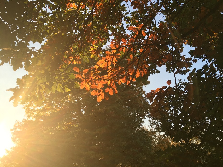 Apple iPhone 6s Plus