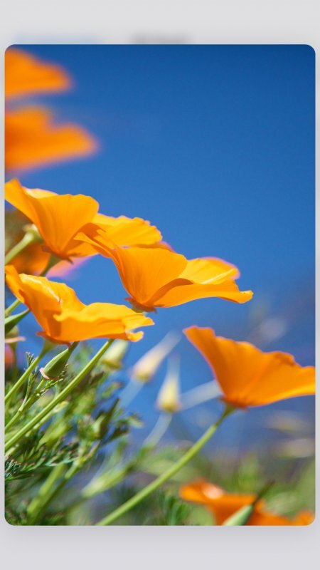 Apple iPhone 6s Plus