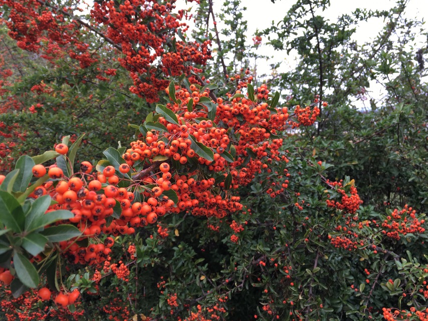 Apple iPhone 6s Plus