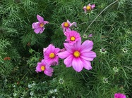 Apple iPhone 6s Plus