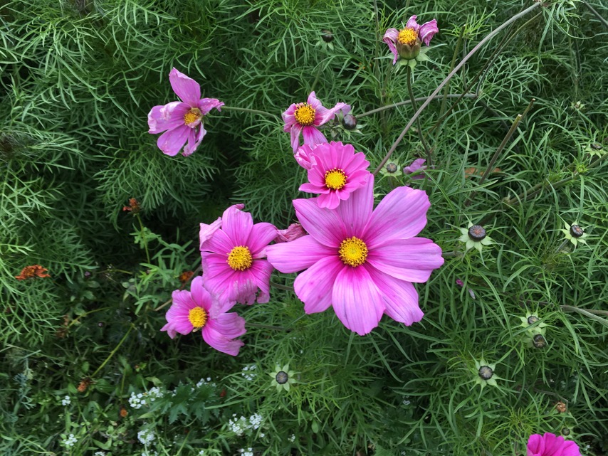 Apple iPhone 6s Plus